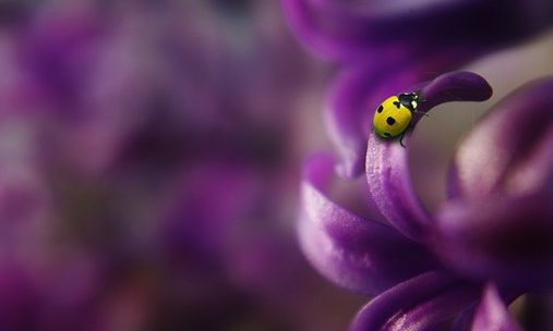 macro lens photography