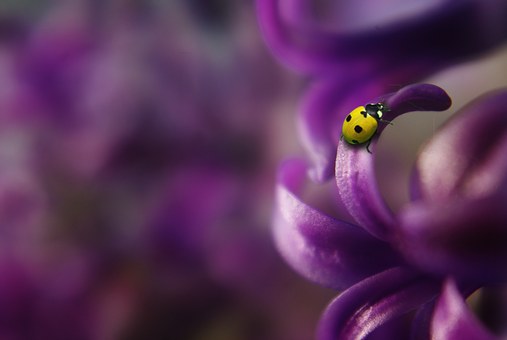 Tips For Macro Photography